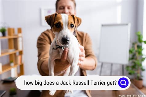 How Big Does A Jack Russell Terrier Get? - Oodle Life