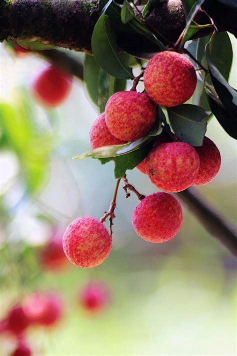 Chinese Fresh Lychee - China Lychee and Lichee