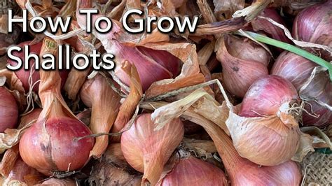 How to Grow Shallots - Planting To Harvest - YouTube