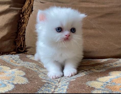 White Persian Kittens