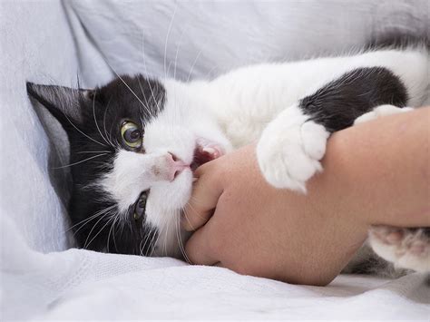 Why Does My Cat Bite Me? Common Reasons Cat Bite and How to Stop It · The Wildest