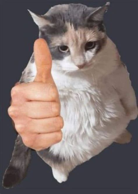 cat thumbs up looking at you | Cat memes, Reaction pictures, Cat theme