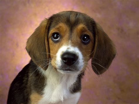 Hound Dogs Wallpaper: Beagle puppy dog :) | Beagle dog, Cute beagles, Beautiful dogs