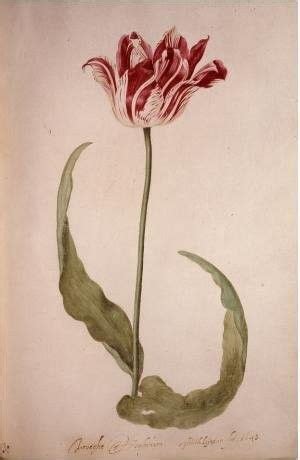 Judith leyster | Female artists, Flower drawing, Female painters