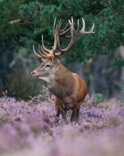 Pin on Dutch Wildlife