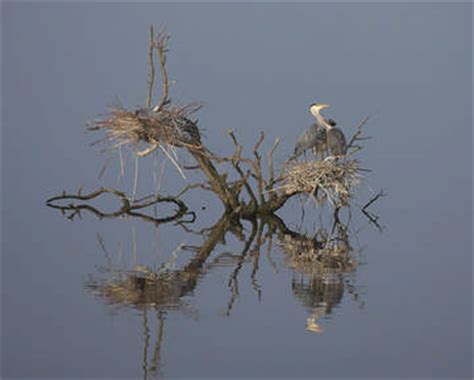 Grey Heron breeding