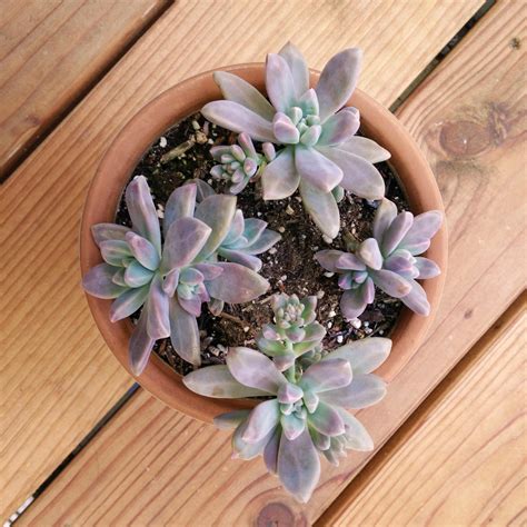 Purple tips : r/succulents