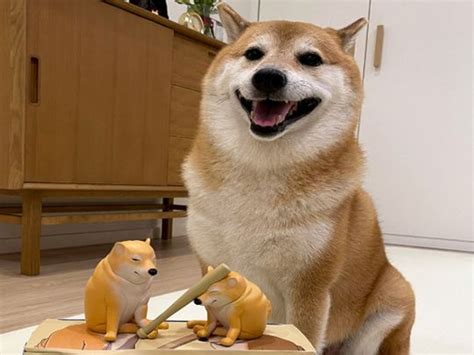 Shiba Inu of the viral 'Cheems' doge meme dies after cancer battle ...