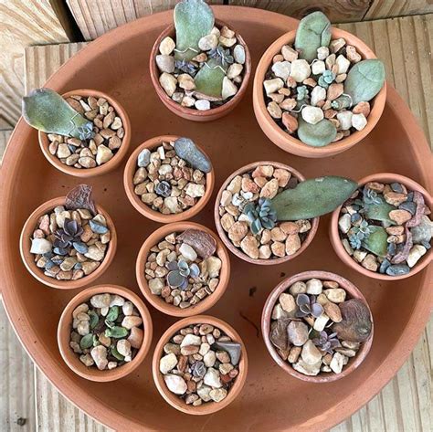 How to Propagate Succulents from Leaves - Definitive Guide