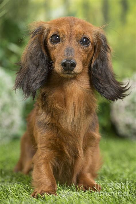 47+ Long Coat Dachshund Image - Bleumoonproductions