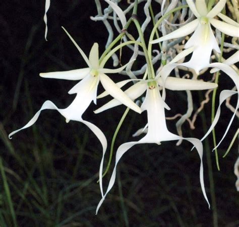 Facts About The Ghost Orchid | Orchids Plus