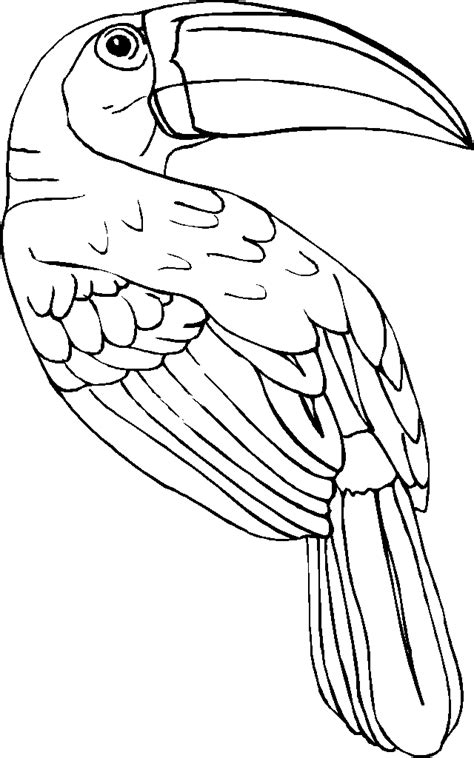 Toucan Coloring Pages - Best Coloring Pages For Kids