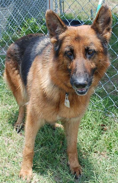 NEEDS ADOPTION OR RESCUE COMMITMENT ASAP D-0274 German Shepherd, black and tan, adult, female ...