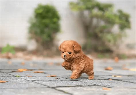 Toy Poodle Puppies for Sale Near Me | Central Park Puppies