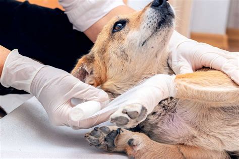 The Most Common Hiking-Related Dog Injuries, According To An ER Vet - DodoWell - The Dodo