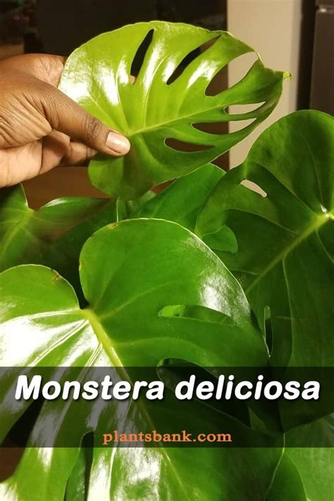 Monstera deliciosa - Datasheet - PlantsBank