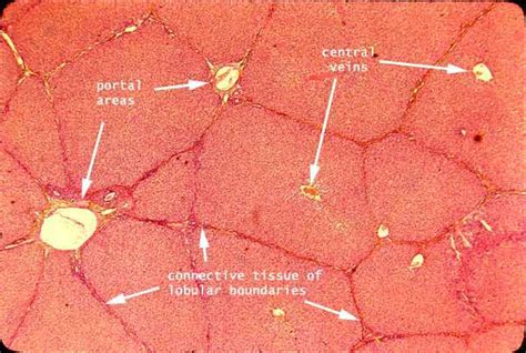 Histology at SIU