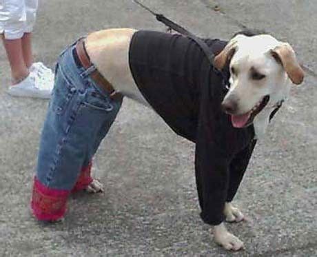 Dog wearing Human Clothes | Funny animal photos, Funny animals, Funny ...