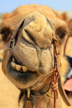 20 Camels ideas | camels, camel, animals wild