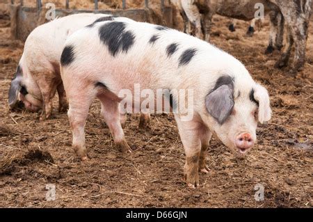 Gloucester Old Spot Pig Stock Photo - Alamy