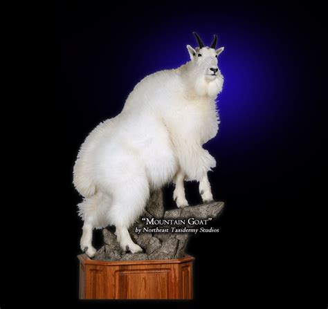 Mountain Goat Taxidermy, Museum Quality Mountain Goat Mounts