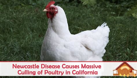 Newcastle Disease In Poultry: What It Is, and Why There Was A Massive ...