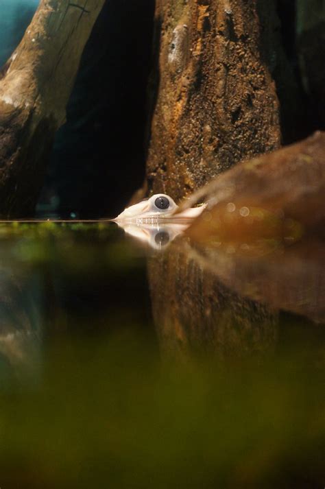 Leucistic Alligator | A leucistic alligator at the Tennessee… | Flickr