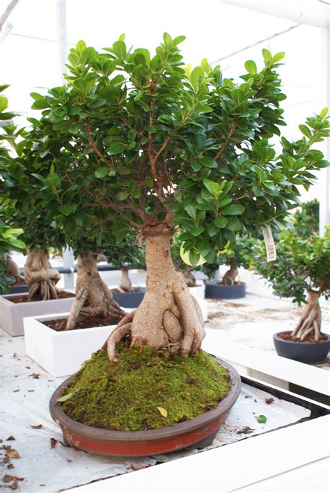 In diretta dallo showroom. Bonsai ficus ginseng 5000 gr in vaso ovale ...