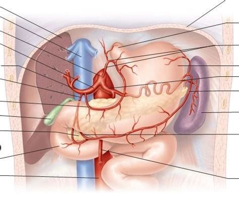 the celiac trunk and its major branches arteries Diagram | Quizlet