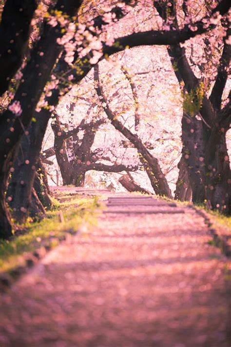 Kyoto, Japan (THE BEST TRAVEL PHOTOS) | Pink trees, Landscape, Scenery