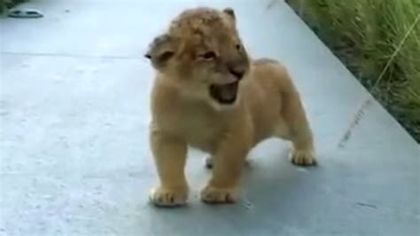 Tiny lion cub tries his best to roar, but sound he makes has internet in hysterics