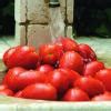 Tomatoes Recipes | Delia Online