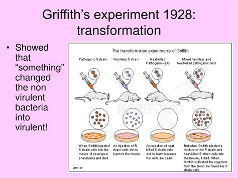 PPT - How Proteins Are Made CHAPTER 12 PowerPoint Presentation, free ...