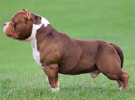 33 Droll American Bully Kennel Philippines Image HD - Bleumoonproductions