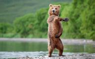 Funny Animals Dancing 36 Free Hd Wallpaper - Funnypicture.org
