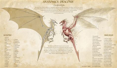 Anatomica Draconis by KatePfeilschiefter on DeviantArt