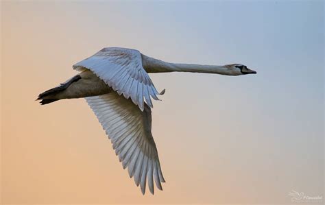 Mute swan by PaulaDarwinkel on DeviantArt