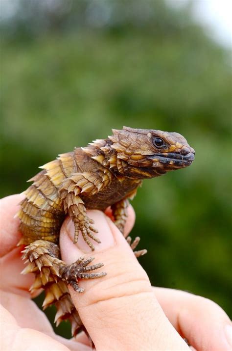 Dragon armadillo lizard for sale - homeslawpc