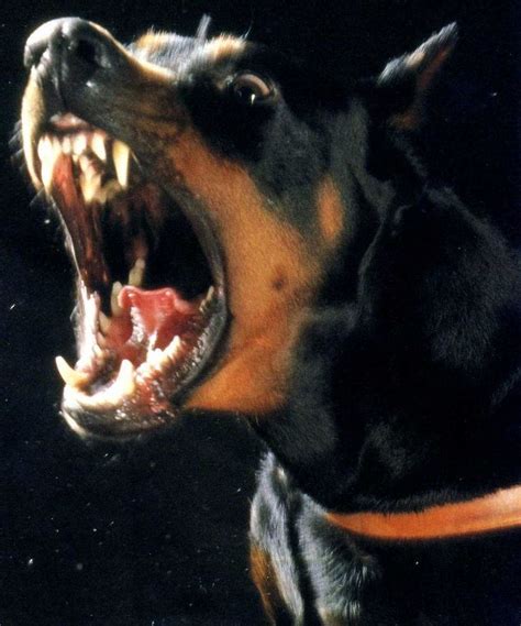 Angry Doberman Pincher | Doberman, Doberman pinscher, Doberman puppy