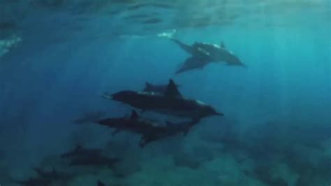 Hawaii Dolphin Tours | EO Waianae Tours - YouTube