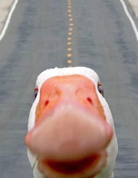 Duck selfie. | Funny lockscreen, Lock screen wallpaper iphone, Funny ...