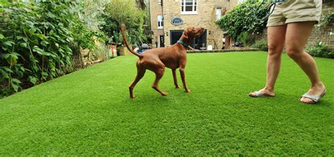 Is Artificial Grass Safe for Pets? – Easigrass Essex & Hertfordshire