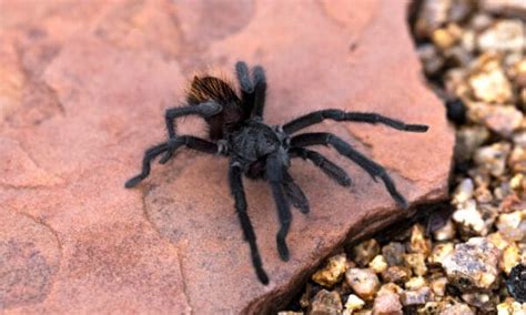 Discover 6 Black Spiders in Colorado - A-Z Animals