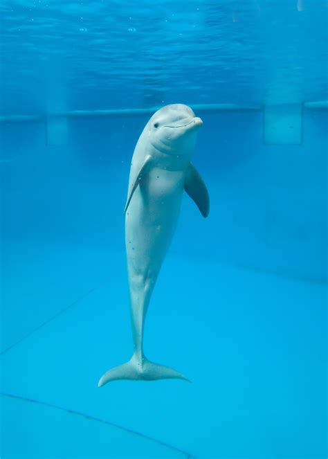 National Aquarium offers new dolphin experience - The Washington Post