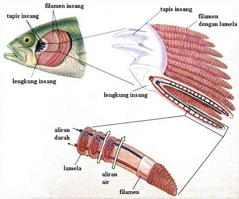 Sistem Pernapasan Ikan - EDUBIO