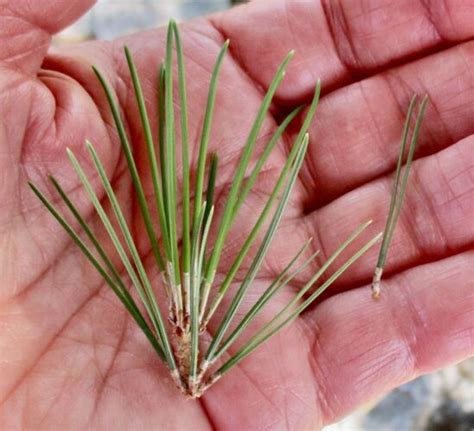 Conifer Leaves Identification