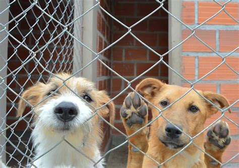 El Centro de Adopciones tiene 70 animales esperando un hogar - Diario Salta