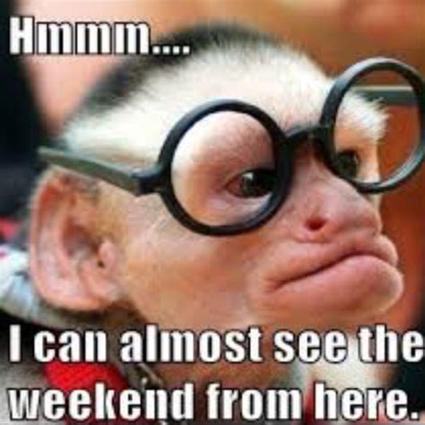 10 Funny Monkey Memes For Your Face