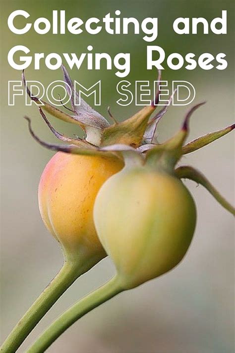 Rose Gardening | Growing roses from seeds, Growing roses, Rose seeds