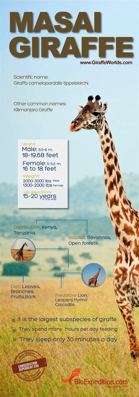 Masai Giraffe Infographic - Animal Facts and Information